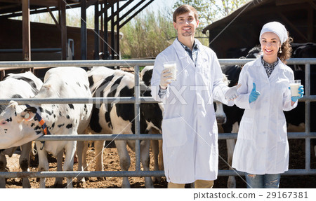 Veterinarians happily standing close to cows on the farm with glass of milk 29167381