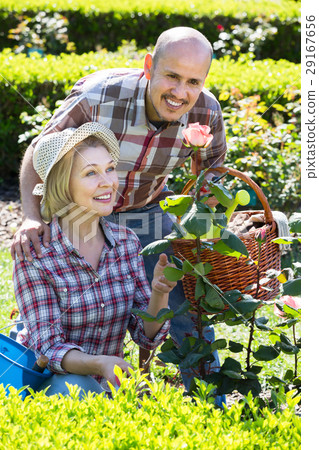 Mature positive couple engaged in gardening 29167656