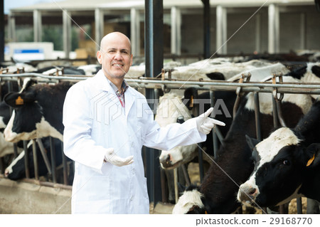 Mature vet posing with cows Mature vet posing with cows 29168770