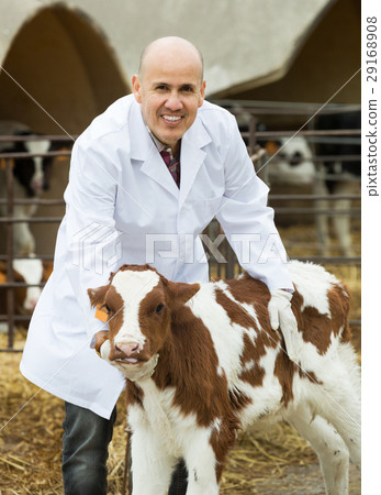 Employee nursing cattle in cowhouse Employee nursing cattle in cowhouse 29168908