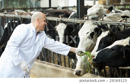 Veterinarian with cows in livestock farm Veterinarian with cows in livestock farm 29169123