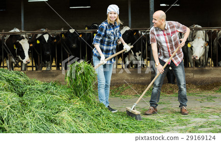 Employees working in livestock barn 29169124