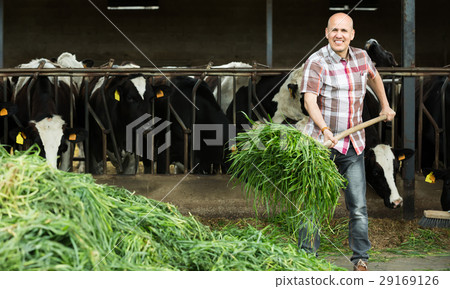 Farmer feeding cows with grass in farm. 29169126