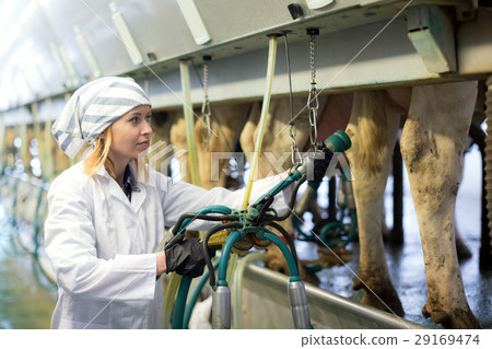 Female technician working with milking machines Female technician working with milking machines 29169474