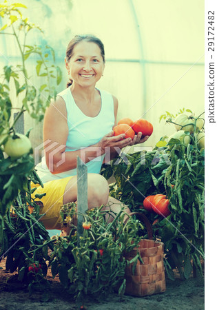 Mature woman picking tomatoes 29172482