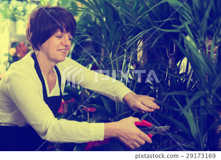 Seller tending yucca 29173169