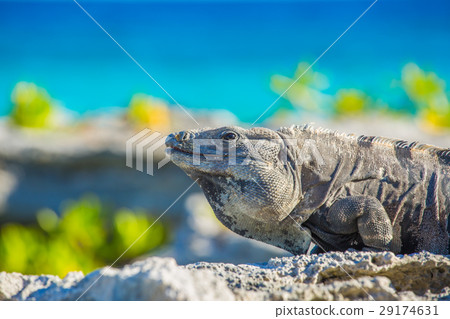 Iguana in wildlife. Cancun, Mexico 29174631