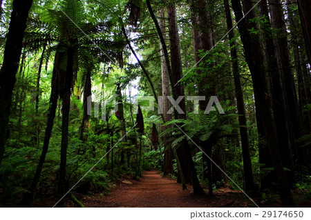 Redwood Forest Park 29174650