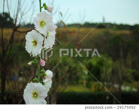 Flower, Chuan Flower, Hanabi, Flower 29175092