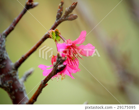 花，山竹花，花園，花 29175095