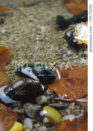 Kawanina underwater 29175200