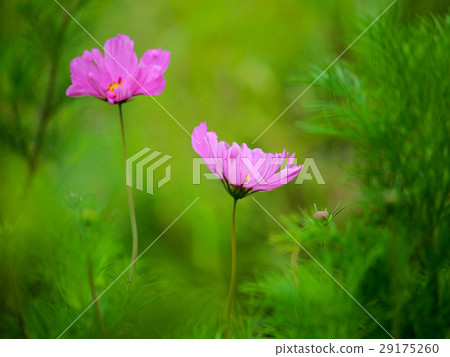 花,丹波菊花,花岡,花 花,丹波菊花,花岡,花 29175260