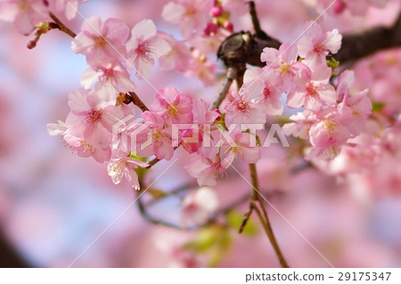 河津櫻花 河津櫻花 29175347