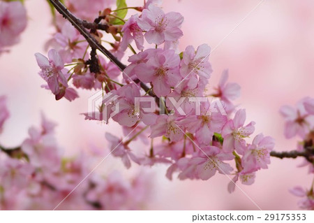 Kawazu cherry tree 29175353