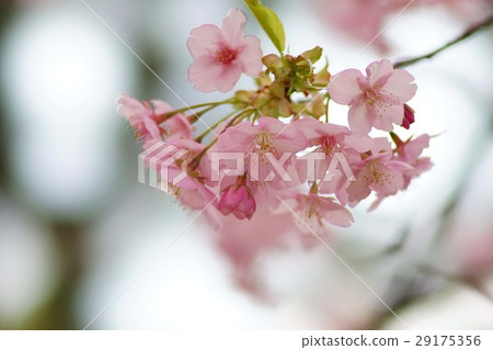 河津櫻花 河津櫻花 29175356