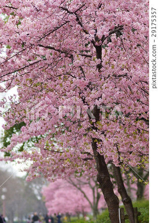 河津櫻花 29175357