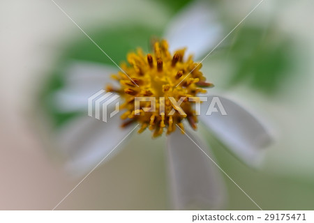 White flower, Bidens, big flower, salty grass, small white flower White flower, Bidens, big flower, salty grass, small white flower 29175471