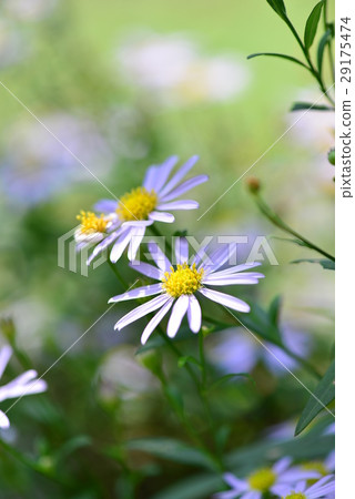 藍雛菊 藍瑪格麗特 琉璃雛菊 29175474