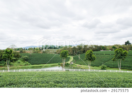 Green tea field in winter season,Thailand Green tea field in winter season,Thailand 29175575