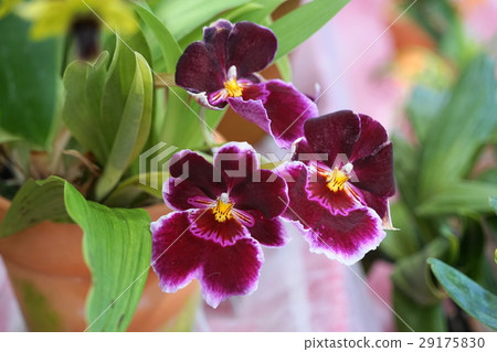 February Lan Miltonia · Orchid Department 07 Jindai Botanic Gardens February Lan Miltonia · Orchid Department 07 Jindai Botanic Gardens 29175830