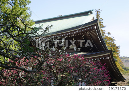 March Kamakura 31 plum and Jokkan-ji March Kamakura 31 plum and Jokkan-ji 29175870