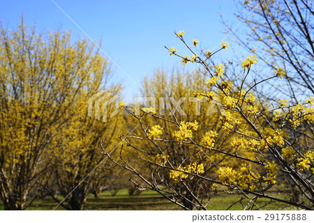 三月花Sanshuyu和家庭147黃色和藍色的比較 29175888