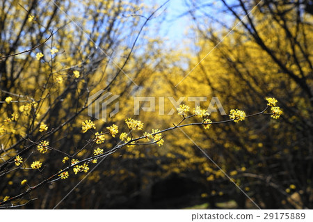 三月花Sanshuyu和家庭部門148黃色和藍色的比較 29175889