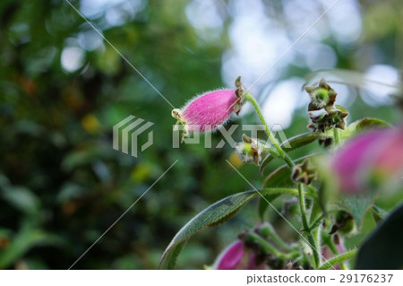 Corelia·Nisive Corelia·Nisive 29176237