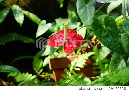 Anthurium Anthurium 29176238