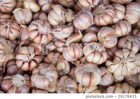 Many loose heads of purple garlic Many loose heads of purple garlic 29176435