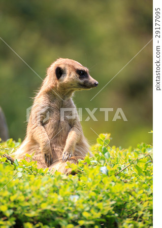 Meerkat's portrait 29177095