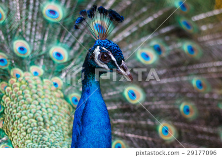Peacock's portrait Peacock's portrait 29177096