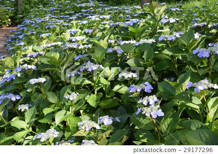 Hydrangea flower hydrangea 29177296