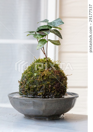 苔蘚盆景 29177537