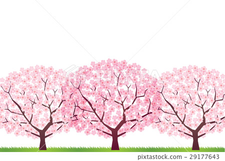 櫻桃樹 櫻桃樹 29177643