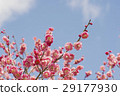 Blue sky and red plum 29177930