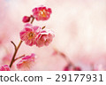 Plum blossom  29177931