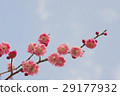 Blue sky and red plum 29177932