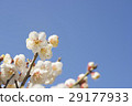 Blue sky and plum 29177933