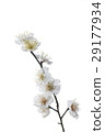 White plum 29177934