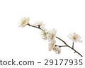 White plum 29177935