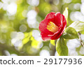 Tsubaki flower 29177936