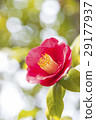 Tsubaki flower 29177937