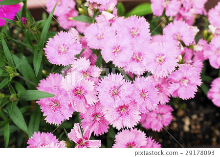 Nadesico Nadesico 29178093