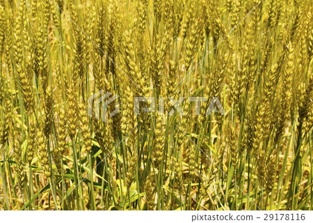 Wheat field early summer 29178116