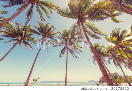 Tropical beach 29178230