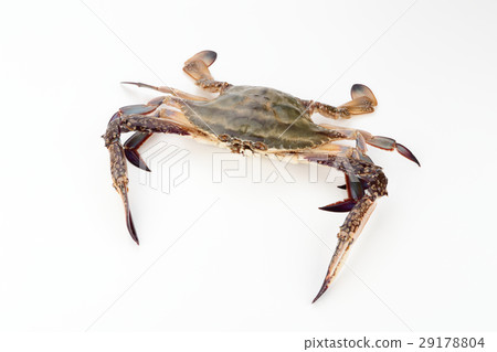 Gazami crab 29178804