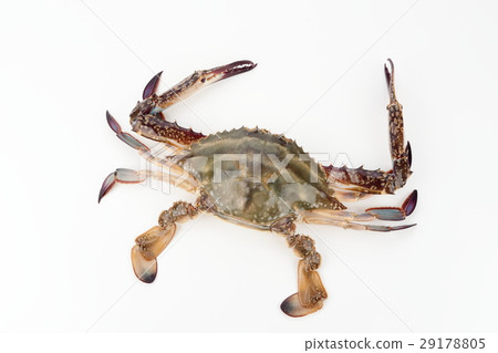 Gazami crab 29178805