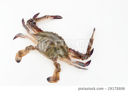 夾蟹 29178806