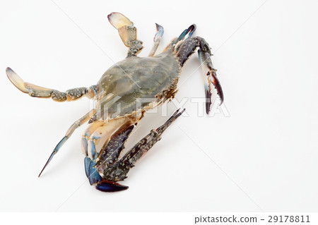 夾蟹 夾蟹 29178811